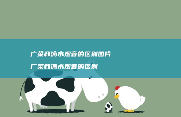 广菜和滴水观音的区别图片 广菜和滴水观音的区别