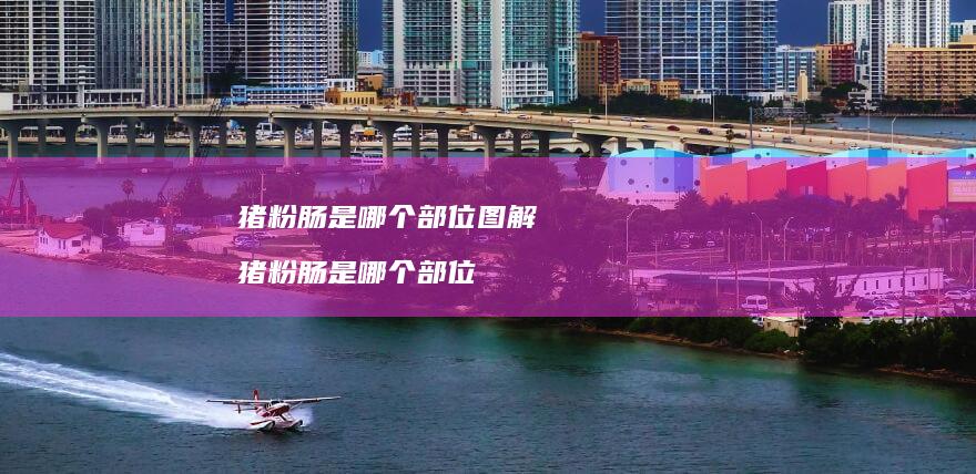 猪粉肠是哪个部位图解猪粉肠是哪个部位
