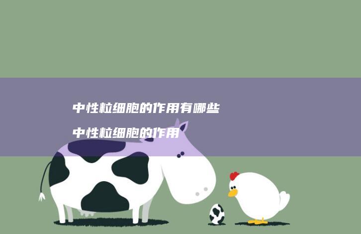 中性粒细胞的作用有哪些 中性粒细胞的作用