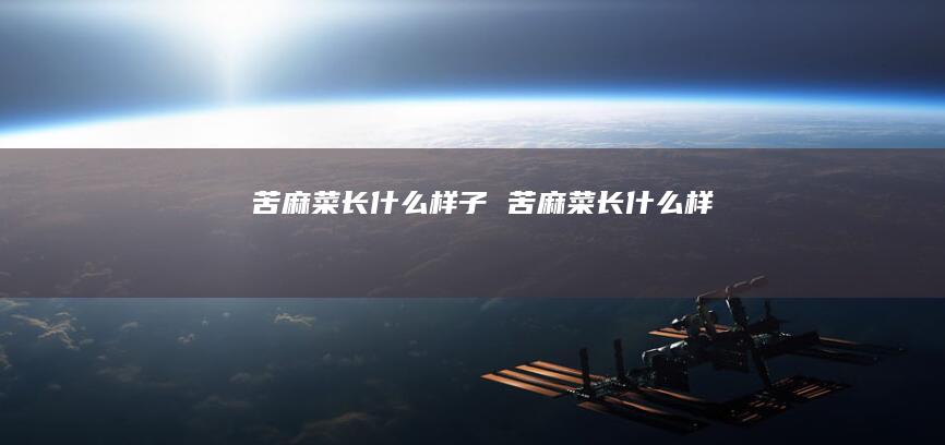 苦麻菜长什么样子 苦麻菜长什么样