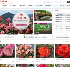 月季网 - 树状藤本大花，月季批发交易基地