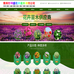 宿根花卉,山东草花,草花批发,花海设计-青州市坤盛花卉苗木有限公司