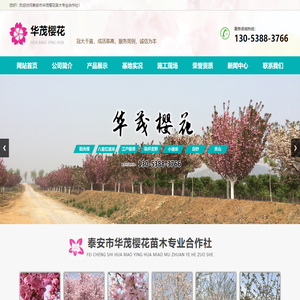 泰安市华茂樱花种植专业合作社,泰山华茂樱花基地,樱花价格,樱花基地