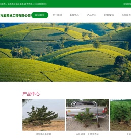 黑松，油松，侧柏-山东绿化苗木基地-临沂市格林市政园林