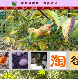 首页-肥东县鑫华土鸡养殖场