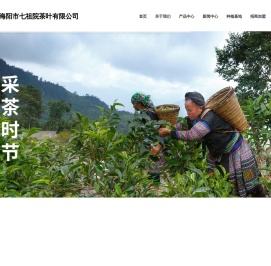 海阳绿茶,海阳红茶,海阳茶叶采摘园,烟台茶叶采摘园,七祖院茶叶,神宝山茶叶,海阳七祖院,海阳龙井茶,海阳芊罗叶,海阳野生茶,海阳市七祖院茶叶有限公司