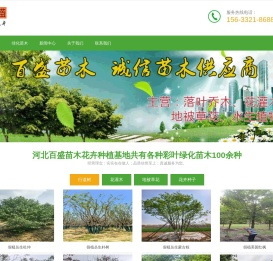 大型彩叶苗木_绿化苗木_草花种植基地-河北百盛苗木(免费苗木报价)