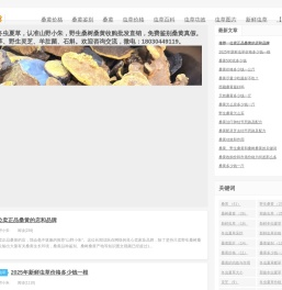 桑黄价格多少钱一斤_野生桑树桑黄批发购买_山野小朱