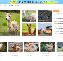 羊驼养殖,羊驼出租【四方羊驼养殖场】