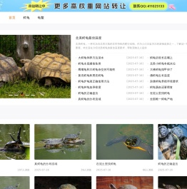 龟鳖网_龟鳖供求信息_龟鳖交易网_金钱龟_石龟_安南龟_鳄龟