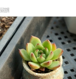 桂林多肉植物网-国内超大型多肉植物生产批发基地