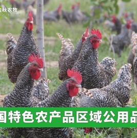 汶上芦花鸡,芦花鸡苗,芦花鸡蛋价格,芦花鸡鸡蛋,芦花鸡种蛋,山东金秋农牧科技股份有限公司