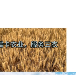 河北瑞卡农业科技有限公司 - 小麦种 - 玉米种 - 种子
