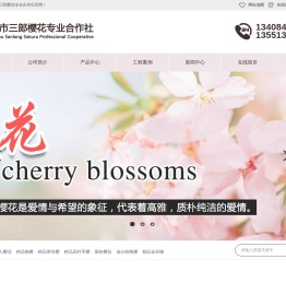 四川成都樱花-四川樱花基地-成都高杆樱花-成都垂枝樱花-崇州市三郎樱花专业合作社