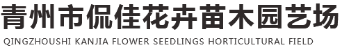 紫藤_凌霄_丛生福禄考_黄栌_宿根草花-青州市侃佳花卉苗木园艺场
