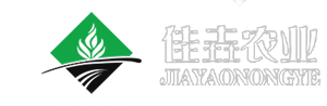 芽球玉兰-玉兰菜-菊苣-河北联兴佳垚农业科技有限公司